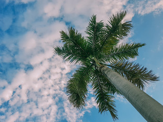 Areca catechu or betel nut is colorful in the garden and blue sky with cloud.Beautiful palm tree.