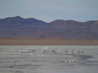 Flamingos in polques hot springs, Bolivia Potosi