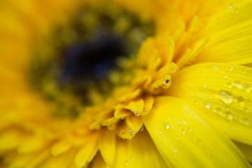 Water drop on yellow flower petals