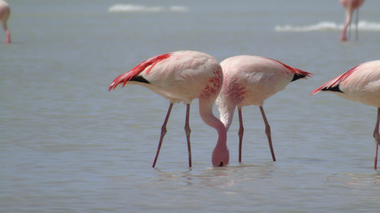 Flamingos in polques hot springs, Bolivia Potosi