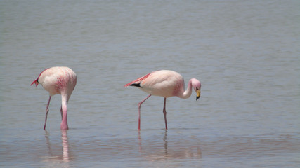 Fototapeta na wymiar Flamingos in polques hot springs, Bolivia Potosi
