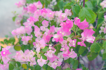 Obraz na płótnie Canvas beautiful Bougainvillea flower for wallpaper texture and background,soft focus