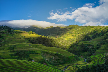 Beautiful Dramatic view of growing golden paddy rice field on hill in background with blue sky at Mu cang chai local village on harvest season, Mu cang chai, Yenbai , Northwest of Vietnam