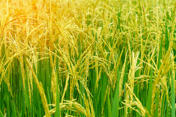 landscape of rice fields with golden light in Thailand