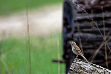 sparrow on rock