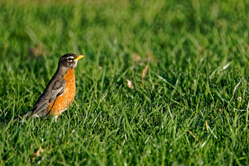 robin on green grass