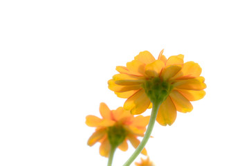 Closeup orange cosmos flowers,soft focus