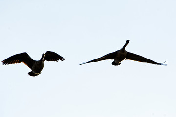 silhouettes of birds flying in the sky