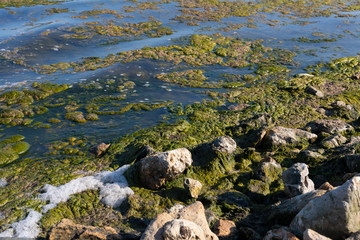 Beach covered by green seaweed