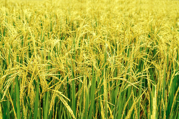 landscape of rice fields with golden light in Thailand