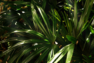 Fototapeta na wymiar Green leaves pattern,leaf palm tree in the forest