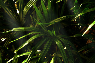 Green leaves pattern,leaf palm tree in the forest