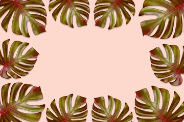 Fototapeta na wymiar green monstera leaves pattern are made red brown for nature concept,tropical leaf with copy space isolated on pink background