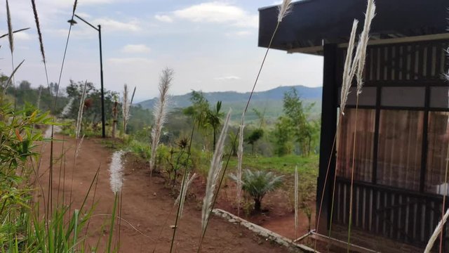 The tares were blown by the wind in a mountain