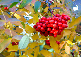 rowan berries in the autumn forest