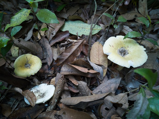 Edible wild mushrooms occur naturally. Is a vegetable that occurs naturally, non-toxic