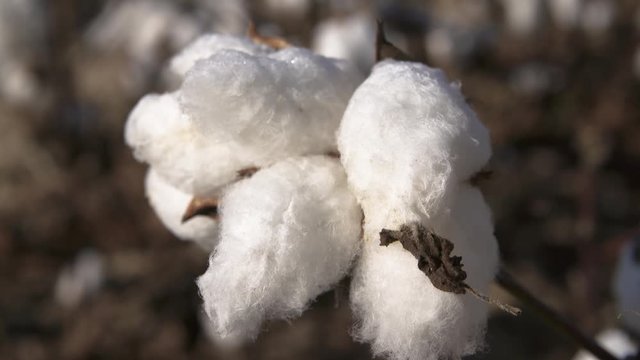 CottonCloseUp_ReadyToPick
