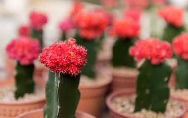 Cactus flower.Collection of various cactus and succulent plants in different pots. Potted cactus house plants in gardenBeautiful cactus with natural light in morning.