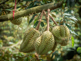 Durian fruit, volcano, Thailand, Sisaket province Is a non-toxic fruit