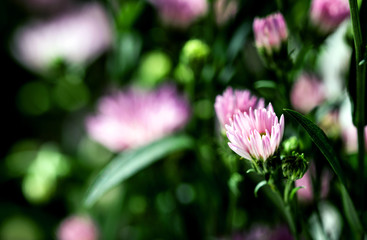 Macro close-up bouquet of the blooming buds of Aster amellus. Little lilac flowers with beautiful blossom on blurry background. Fresh foliage with natural blurry background.