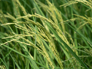 Rice plantations Thai rice is of non-toxic quality.