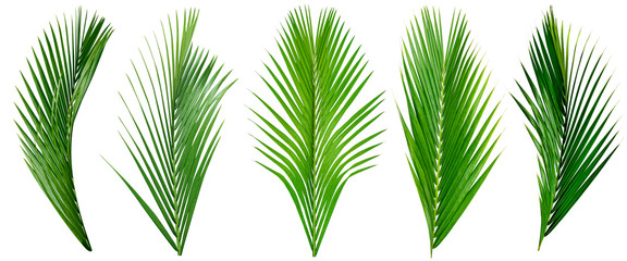 Fototapeta na wymiar leaf palm,collection of green leaves pattern isolated on white background