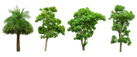 Green tree collection isolated on white background