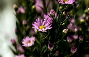 Obraz premium Macro close-up bouquet of the blooming buds of Aster amellus. Little lilac flowers with beautiful blossom on blurry background. Fresh foliage with natural blurry background.