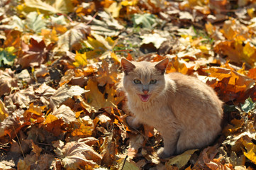 a young cat with red fur sits on a carpet of yellow maple leaves in autumn, he looks to merge with the terrain.