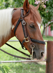 Obraz premium Dressage horse with rider in LowKey technique, close-up of the horse's head in the eye cutout, but you can still see a section of the rider in the focus. 