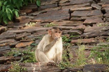 Obraz premium monkey