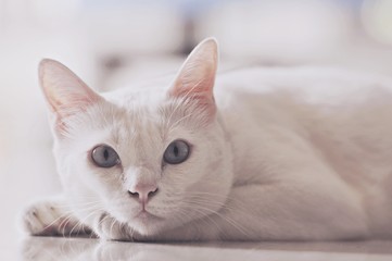 Siamese cat is the Thai domestic cat, very cute and smart pet in house, beautiful white cat looking and take some rest on the tile floor