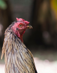 Close up Fighting chicken face on nature background. Free-range chickens during feeding. Close-up of brown fighting cock standing one on a sunny summer day.