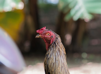 Close up Fighting chicken face on nature background. Free-range chickens during feeding. Close-up of brown fighting cock standing one on a sunny summer day.