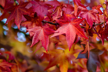 maple leaves in autumn