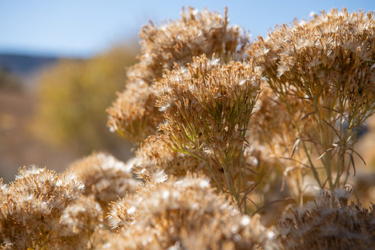 Rabbitbrush grows in an arid western landscape