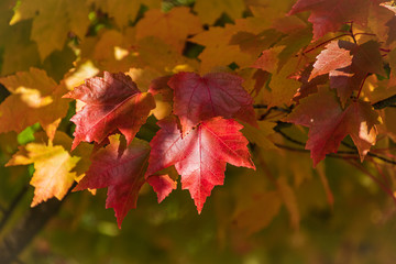 red maple leaves in autumn