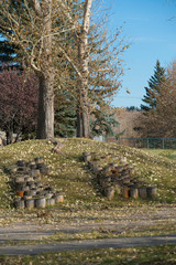 Row of Tree stumps in a public park
