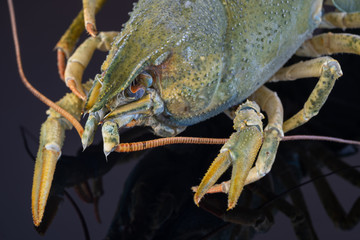 Green crayfish with ice. On a black plate.
