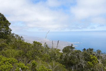 Fray Jorge National Park, Coquimbo Region, Chile