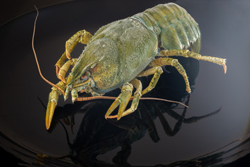 Green crayfish with ice. On a black plate.