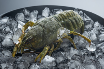 Frozen Green Crayfish with Ice. Against the background of pieces of ice.