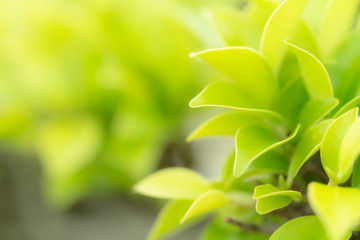 Green leaves pattern for summer or spring season concept,leaf blur textured,nature background