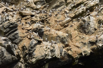 Peruvian Booby (Common Piquero), Punta de Choros, Coquimbo region, Chile