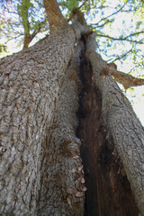 Fototapeta na wymiar Hollowed Tree