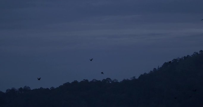 Fruit bats fly out for feeding at dusk