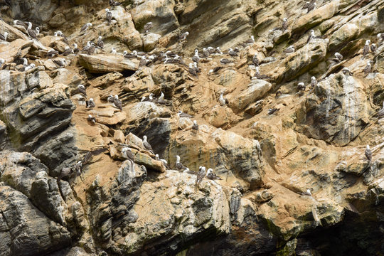 Peruvian Booby (Common Piquero), Punta de Choros, Coquimbo region, Chile