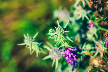 Summer flowering Vicia villosa. Field wild flower fodder vetch close-up on a bokeh backdrop. Beautiful forest wild blooms. Fresh foliage natural floral background in vibrant colors.