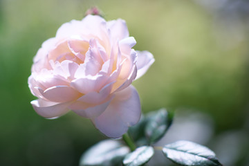 Obraz premium Tokyo,Japan-November 7, 2019: Isolated pink rose or Ambridge Rose in autumn in Tokyo
