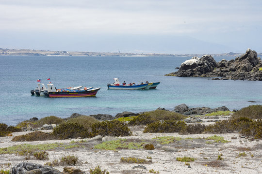 Isla Dama, national reserve, tourism in punta de choros, coquimbo region, chile